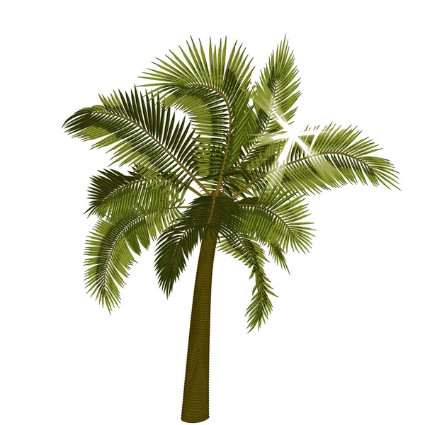 用太阳光照射树叶的棕榈 用明亮的太阳光照射树叶的棕榈树的矢量图解 热带棕榈树在病媒中的图像 矢量树的说明 — 图库矢量图片