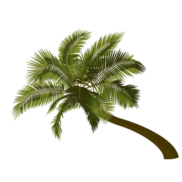 弯曲的椰子树 向心倾斜的棕榈树的矢量图解 热带棕榈树树干 叶在病媒中的图像 矢量树的示例 — 图库矢量图片