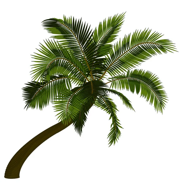 弯曲的椰子树 向心倾斜的棕榈树的矢量图解 热带棕榈树树干 叶在病媒中的图像 矢量树的示例 — 图库矢量图片