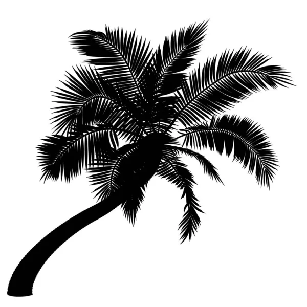 弯曲椰子树的形状 倾斜棕榈树的矢量图解 热带棕榈树树干 叶在病媒中的图像 矢量树的示例 — 图库矢量图片