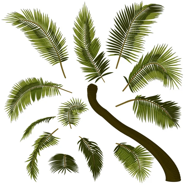Bent Coqueiro Elementos Palmeira Ilustração Vetorial Palmeira Inclinada Imagem Tronco — Vetor de Stock