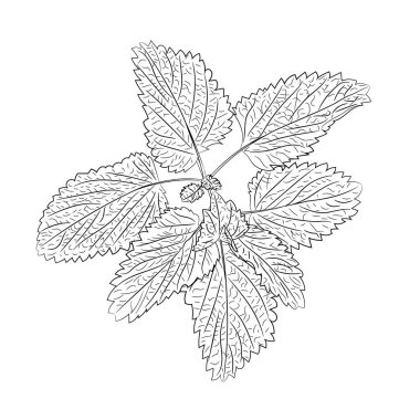 Yeni kokulu nane filizinin çizgi çizimi. Taze yeşil yapraklı, mis kokulu nane filizinin vektör çizimi. Vektörde naneli yaprakların görüntüsü. Bitkisel bitkilerin resimleri..