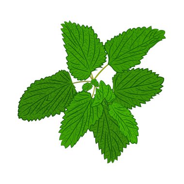 Taze kokulu nane filizinin renkli çizimi. Taze yeşil yapraklı, mis kokulu nane filizinin vektör çizimi. Vektörde naneli yaprakların görüntüsü. Bitkisel bitkilerin resimleri..
