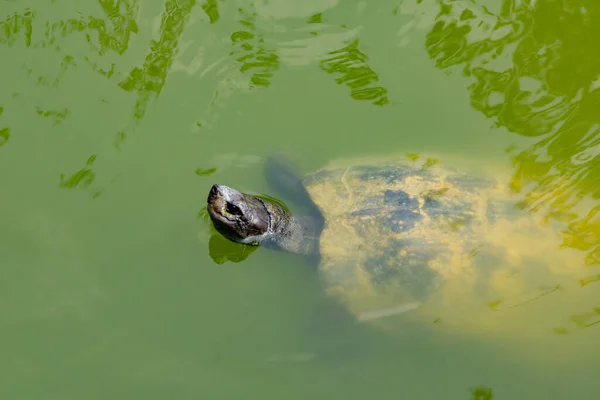 Macro Opname Zijaanzicht Van Een Schildpad Die Zwemt Een Vijver — Stockfoto