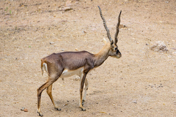 Рогатый Blackbuck (научное название: Antelope cervicapra) прогулки по суше в лесу.
