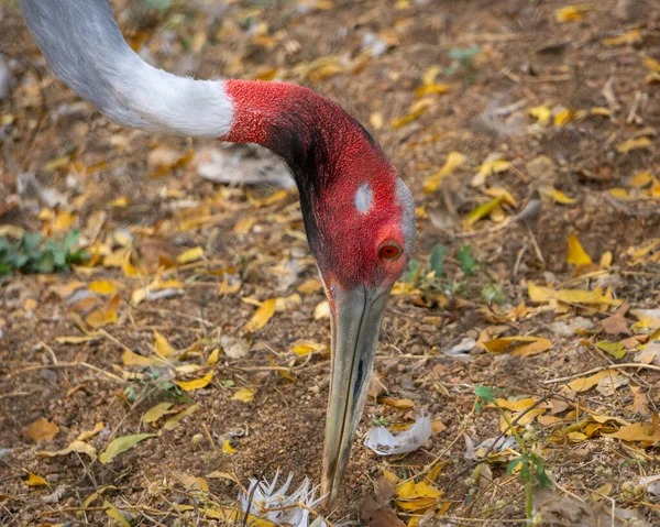 Portrait Male Sarus Crane Eating Ground Sarus Crane Grus Antigone — Stock Photo, Image