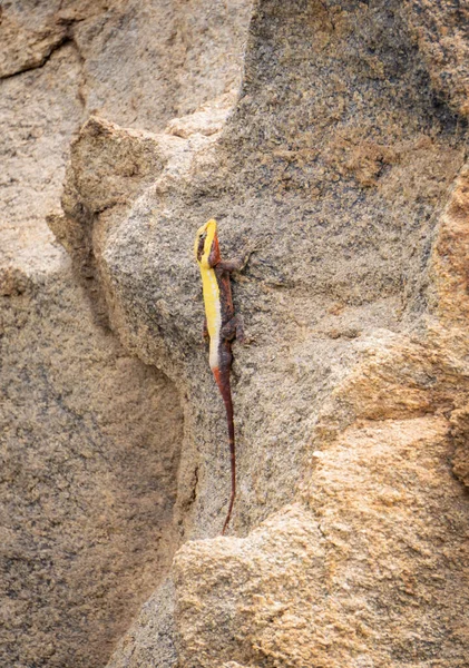 Lebendiger Peninsular Rock Agama Thront Selbstbewusst Auf Einem Schroffen Felsen — Stockfoto