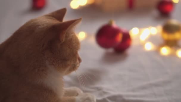 Adult Christmas Cat Interesting Striped Orange Red Cat Playing Red — Stock Video