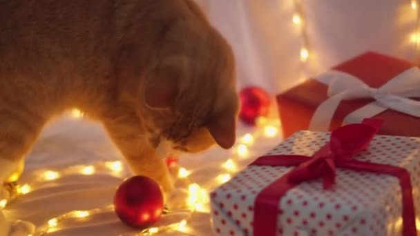 Adult Christmas Cat Interesting Striped Orange Red Cat Playing Red — Stock Video
