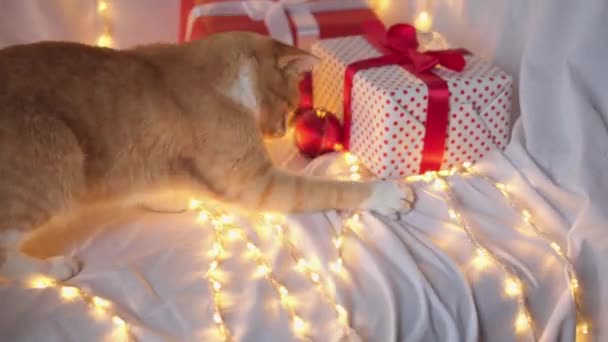 Erwachsene Weihnachtskatze Eine Interessante Orange Rot Gestreifte Katze Spielt Mit — Stockvideo