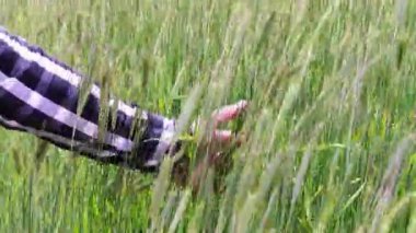 Erkek bir çiftçi gün batımında bir buğday, çavdar tarlasında yürüyor, yeşil çavdar ve buğday başaklarına elleriyle dokunuyor. Bir çiftçi tarlada çavdar ekmeğine dokunup hasadını kontrol ediyor. Tarım.