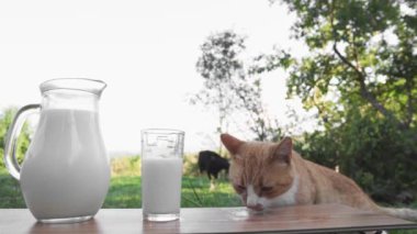 Sürahide taze süt ve arka planda inek olan ahşap bir masada cam. Bir kedi kırsalda süt yalar ve içer. Doğal tarım ürünü. Lezzetli diyet kahvaltı ve kedi maması.