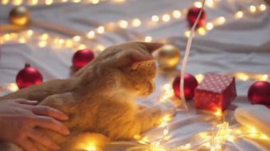 Beyaz turuncu bir kızıl kedi kırmızı ve altın Noel ağacı toplarıyla oynuyor. Evde yeni yıl tatili, Noel ışıkları, paketler ve hediyeler altında sıcak bir konfor içinde. Oyuncak oyuncaklarla oynayan kedi..