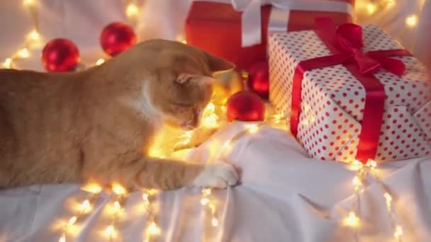 Μια Άσπρη Γάτα Τζίντζερ Παίζει Κόκκινες Και Χρυσές Μπάλες Χριστουγεννιάτικου — Αρχείο Βίντεο