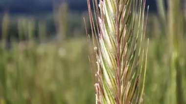 Bir çiftçi tarlada çavdar ekmeğine dokunup hasadını kontrol ediyor. Gün batımında erkek bir çiftçi buğday tarlasında yürür, çavdar tarlasında, elleriyle yeşil çavdar ve buğdayla dokunur. Tarım.