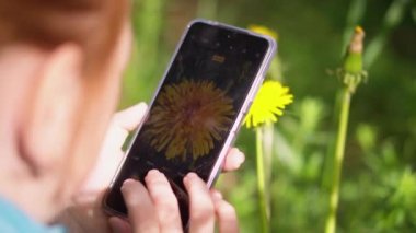 Güzel genç bir kadın bir karahindiba çiçeği bulur ve telefonundaki kamerayla fotoğrafını çeker. Karahindiba çiçeği doğada bir kızın ellerinde. Aktif eğlence ve çiçeklere hayran olma kavramı.