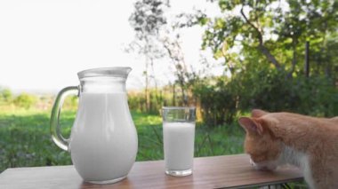 Lezzetli diyet kahvaltı ve kedi maması. Sürahide taze süt ve arka planda inek olan ahşap bir masada cam. Bir kedi kırsalda süt yalar ve içer. Doğal tarım ürünü..