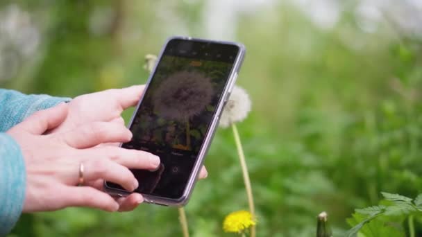 Güzel Genç Bir Kadın Bir Karahindiba Çiçeği Bulur Telefonundaki Kamerayla — Stok video