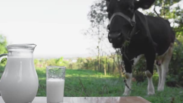 一种用奶制品制成的美味的早餐食品 新鲜牛奶在卡拉菲 玻璃杯在木制桌子上 背景是一头奶牛 乡村的一种天然自制饮料 农业天然产品 — 图库视频影像