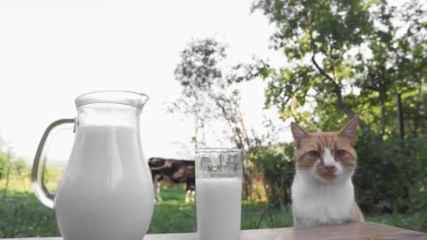 Läcker Kostfrukost Och Kattmat Färsk Mjölk Karaff Och Glas Ett — Stockvideo