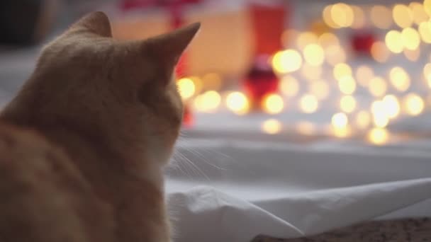 Speelse Kat Met Decoratief Speelgoed Een Witte Oranje Gember Kat — Stockvideo