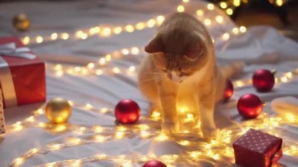 Kucing Mainan Dengan Mainan Dekoratif Seekor Kucing Merah Oranye Putih — Stok Video