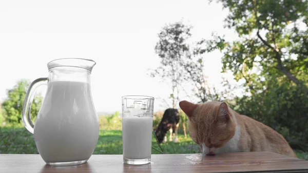 田舎では猫がミルクを飲みます おいしい食事の朝食と猫の食べ物 背景に牛と木製のテーブルの上にカフェやガラスの新鮮な牛乳 農場天然物 — ストック写真