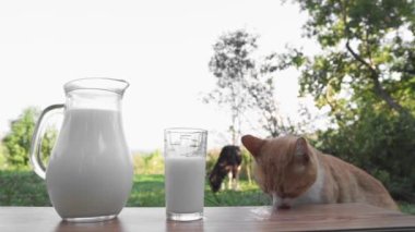 Bir kedi kırsalda süt yalar ve içer. Lezzetli beslenme kahvaltısı ve kedi maması. Sürahide taze süt ve arka planda inek olan ahşap bir masada cam. Doğal tarım ürünü..