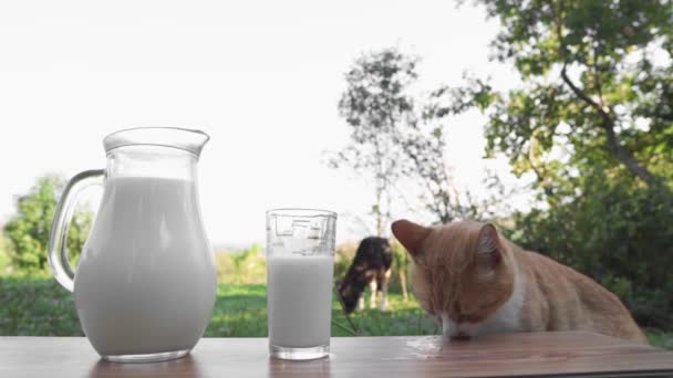 Gatto Lecca Beve Latte Campagna Deliziosa Colazione Dietetica Cibo Gatti — Video Stock