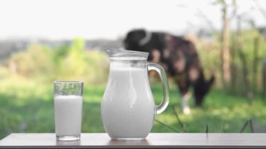 A natural vegetarian drink in the countryside. Fresh milk in carafe and glass on a wooden table with a cow in the background. A delicious breakfast diet made from dairy products. Farm natural product