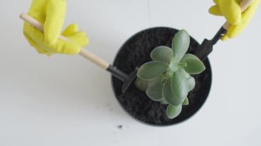 Profesyonel bir bahçıvanın kapalı alandaki bitkileri nakletme sürecinde becerisini ve hassasiyetini göstererek en uygun büyüme ortamını sağladığı bir videoda nakil becerileri. Buradan yakın çekim