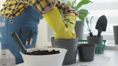 Bir kadının ev bitkilerini nakletmeye olan yaratıcılığını ve bireysel yaklaşımını eşsiz ve kişiselleştirilmiş çömlekler yaratarak sergilediği bir videodaki yaratıcı süreç. Hobiler ve küçük işletmelerde çalışmak