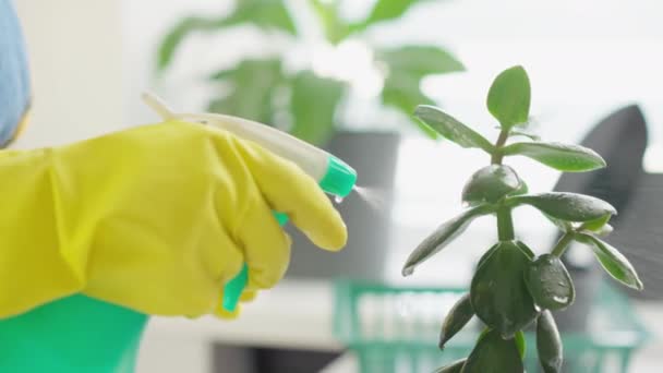 Connect Nature Video Woman Lovingly Transplants Houseplants Natural Flowerpots Recreating — Stock Video