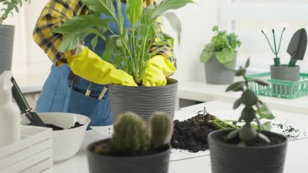 Macetas Como Creatividad Video Sobre Trasplante Plantas Interior Macetas Que — Vídeo de stock