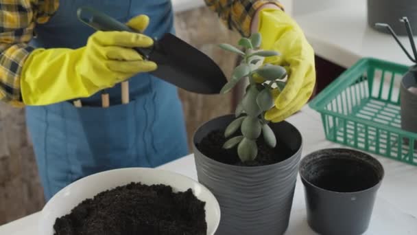 Transplant Love Detail Video Shows Female Florist Focusing Carefully Transplanting — Stock Video