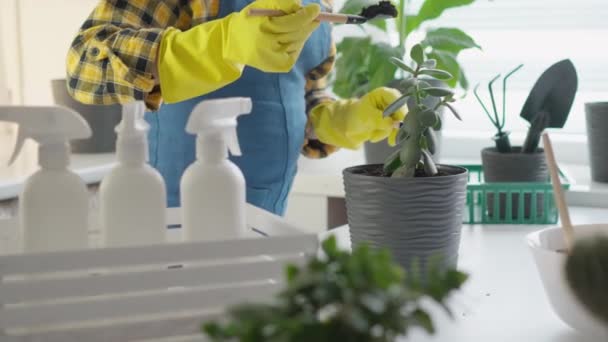 Pot Pot Video Woman Shows Evolution Houseplants Transplanting Different Pots — Stock Video