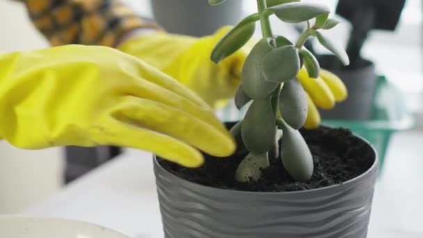 Healthy Plant Life Video Woman Shows How Transplanting Houseplants Specially — Stock Video