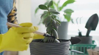 Uygun şekilde seçilmiş saksılara ev bitkilerini nakletmenin herhangi bir odada nasıl rahat yeşil bir köşe oluşturduğunu gösteren bir videoda Green Corner. Bahçıvan bahçe aletleriyle çalışır. Yüksek kalite