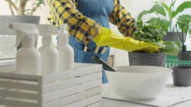 Bir bahçıvanın doğal cazibesini vurgulamak için ev bitkilerini şık çömleklere nakletme sürecini gösterdiği bir videoda büyüyen güzellik. Çiçekçi kadın evdeki çiçeklerle ilgileniyor. Yüksek