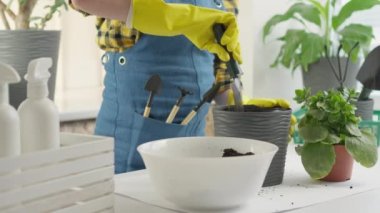 Ev bahçesi: bir kadın, odanın yeşil güzelliğini korumak ve rahatlık sağlamak için kapalı alandaki çiçekleri rahat saksılara nakleder. Bir spatula ve bahçe aletleri kullanıyor. Yüksek kalite 4k görüntü