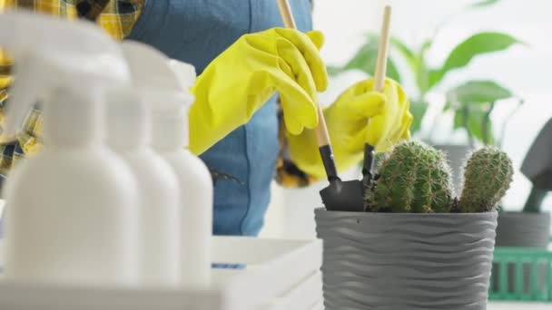 Renovación Floral Video Donde Una Mujer Transplanta Profesionalmente Plantas Interior — Vídeo de stock