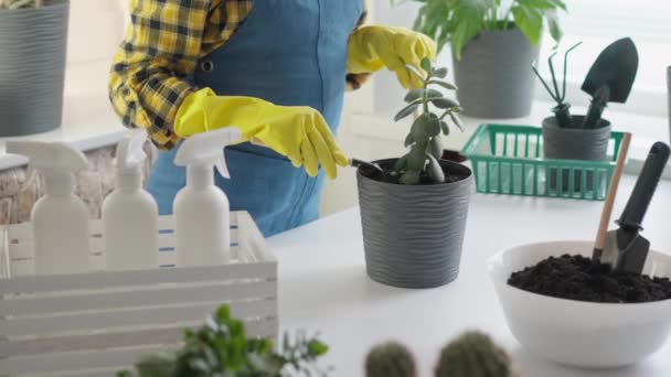 Space Transformation Video Indoor Plants Transplanted Large Pots Allowing You — Stock Video