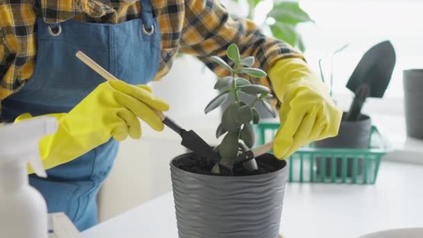 Proteção Plantas Saúde Vídeo Uma Mulher Transplantando Plantas Sala Vasos — Vídeo de Stock