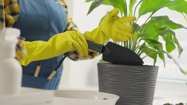 Bahçıvanlık Yeteneği Bir Kadının Bitkileri Yetiştirdiği Onları Ustalıkla Çiçekli Saksılara — Stok video