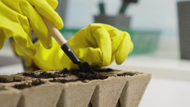 Zahradníci Ručně Zasévají Semena Mikrozeleně Bedny Zemí Pěstování Mikrozeleně Může — Stock video