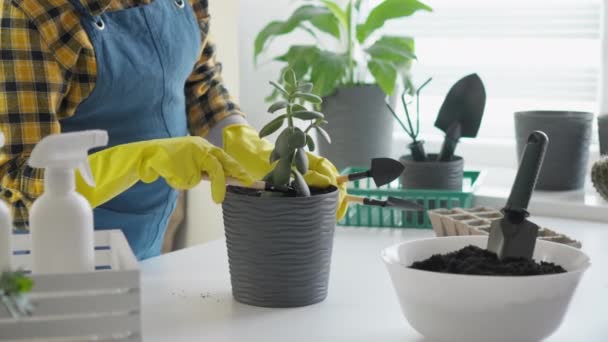 Needlework Home Plants Rethinking Decor Video Transplanting Houseplants New Flowerpots — Stock Video