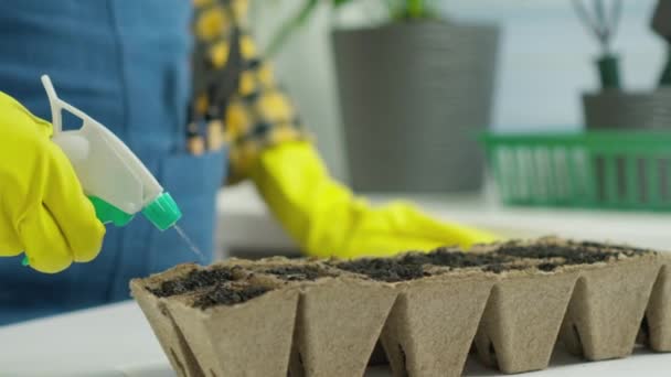 通过这个视频来探索生长微绿色植物的过程 即使是房子里的一个小空间也能成为种植这些有用植物的地方 用喷雾器在地上浇灌种子 — 图库视频影像