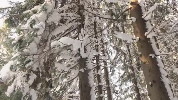 Floresta Inverno Árvores Cobertas Neve Inverno Humor Inverno Natal Ano — Vídeo de Stock