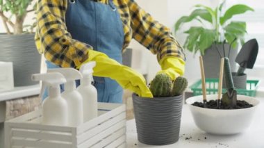 Büyüme ve çiçek açma: çeşitli saksılara bitki nakli videosu, yeşil evcil hayvanınızın sağlığını ve güzelliğini korumaya yardımcı oluyor. Bir kadın iç mekan bitkileri ve saksılarla ilgilenir.