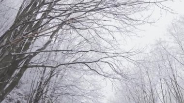 Karlı bir ormanda, genç bir kadın kışın, karla kaplı ağaçların güzelliği ve kış atmosferiyle çevrili bir şekilde gezinir. Çağdaş tatiller ve açık hava eğlencesi beklentisiyle. Yalnız...